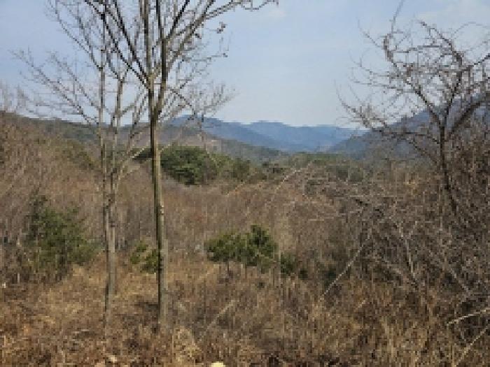 전라남도 순천시 삼거동 산266-1 임야 경매 사진 30