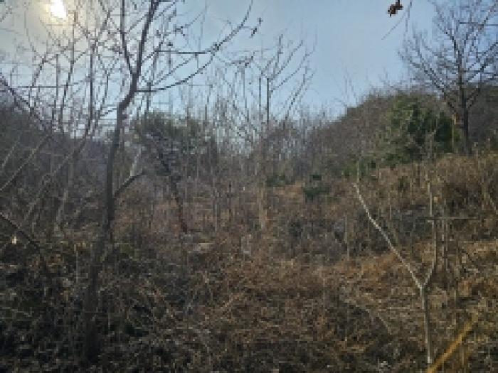 전라남도 순천시 삼거동 산266-1 임야 경매 사진 41