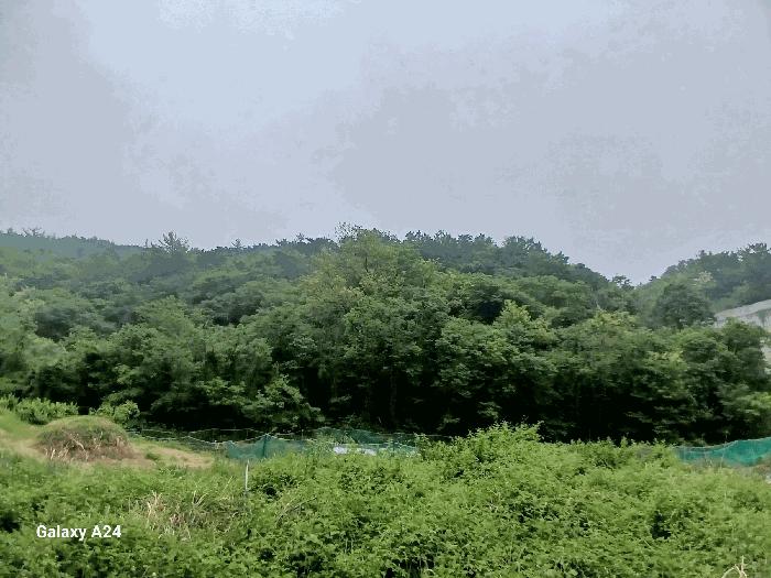 전라남도 광양시 광양읍 초남리 산117-1 임야 경매 사진 5