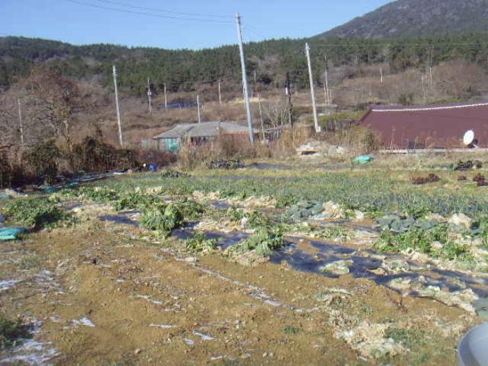전라남도 완도군 소안면 미라리 695-1 답 경매 사진 2
