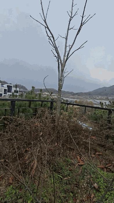 충청북도 옥천군 군북면 증약리 1169 주택 경매 사진 12