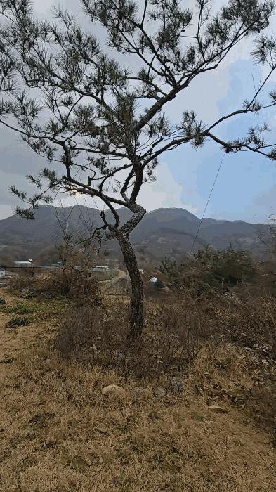 충청북도 옥천군 군북면 증약리 1169 주택 경매 사진 5