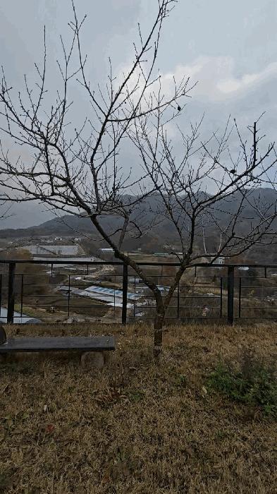 충청북도 옥천군 군북면 증약리 1169 주택 경매 사진 6