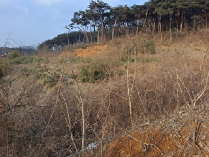충청남도 당진시 송악읍 월곡리 161-3 임야 경매 사진 10