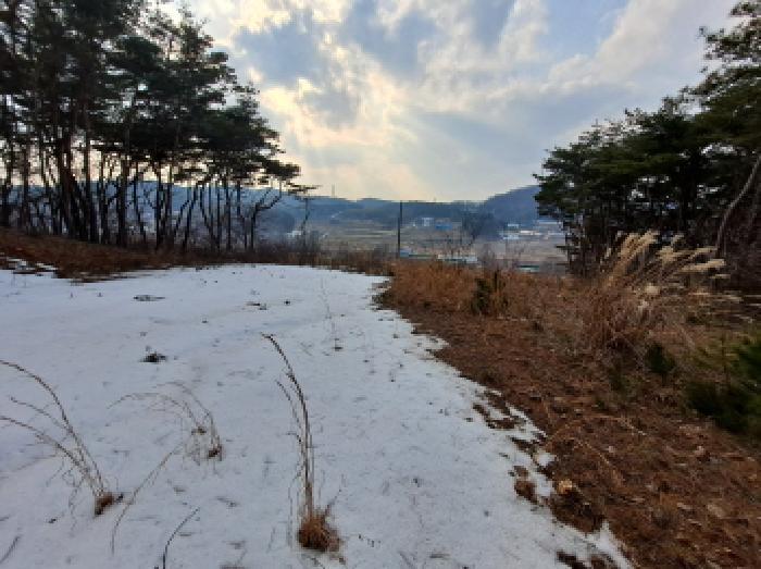 충청남도 당진시 송악읍 월곡리 161-3 임야 경매 사진 6