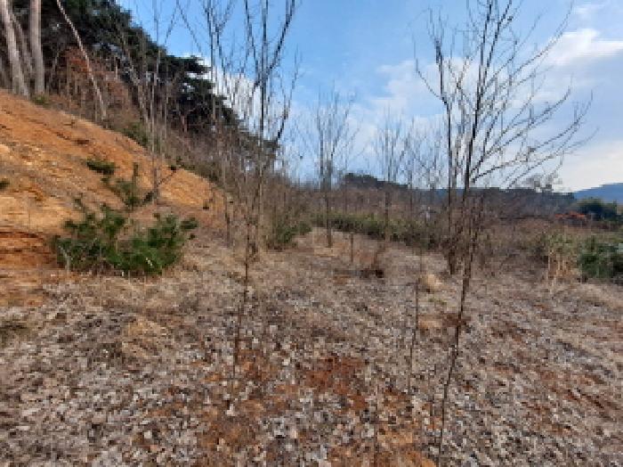 충청남도 당진시 송악읍 월곡리 161-3 임야 경매 사진 8