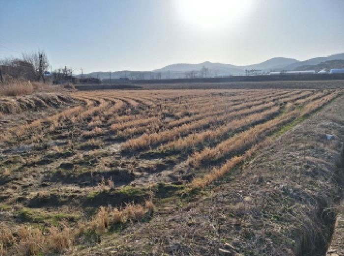충청남도 당진시 정미면 대운산리 424 답 경매 사진 6