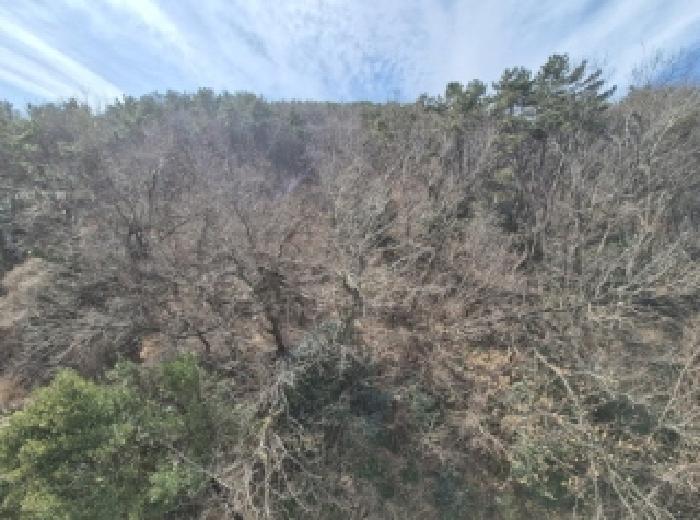 부산광역시 사하구 감천동 산28-10 임야 경매 사진 3