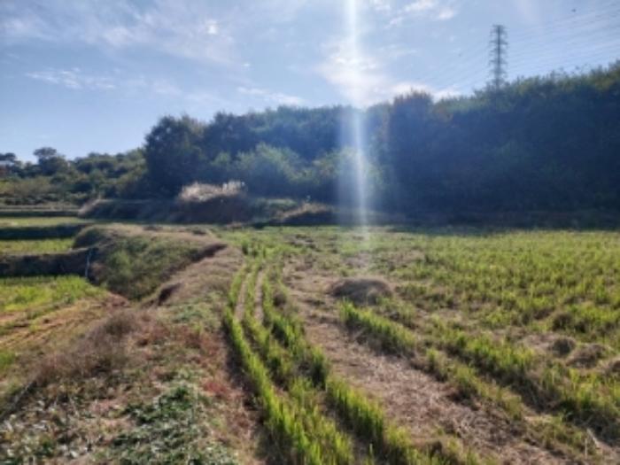 충청남도 당진시 송악읍 석포리 351-20 임야 경매 사진 10