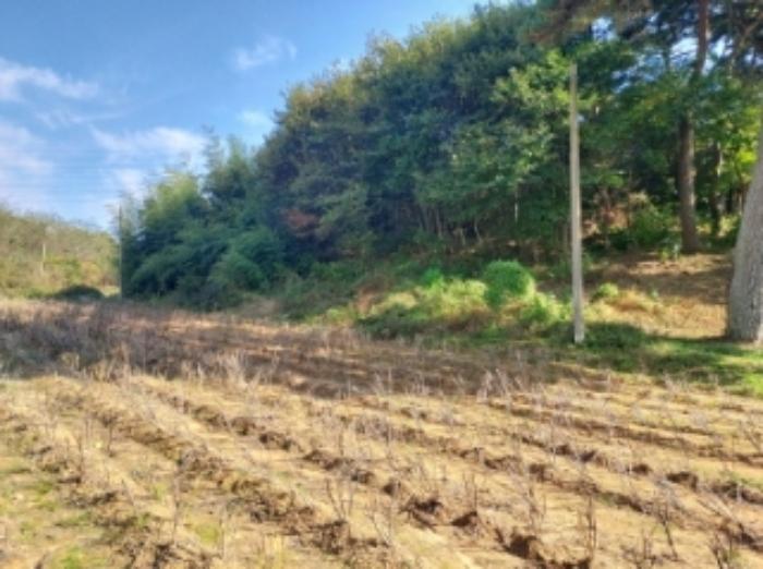 충청남도 당진시 송악읍 석포리 351-20 임야 경매 사진 16