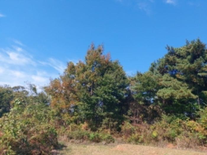 충청남도 당진시 송악읍 석포리 351-20 임야 경매 사진 48