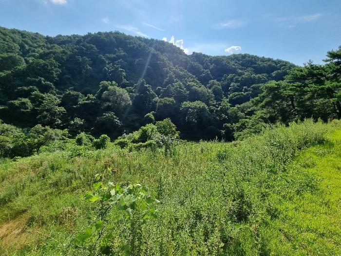 경상북도 청송군 파천면 병부리 270 임야 경매 사진 10