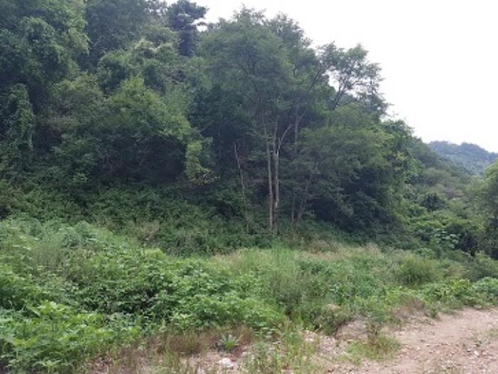 경상북도 청송군 파천면 병부리 270 임야 경매 사진 13