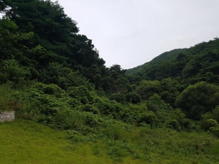 경상북도 청송군 파천면 병부리 270 임야 경매 사진 29