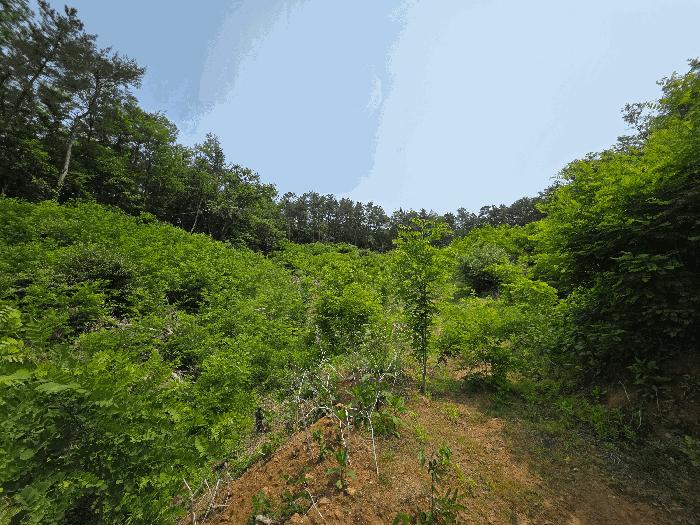 충청북도 청주시 서원구 현도면 우록리 산30 임야 경매 사진 1