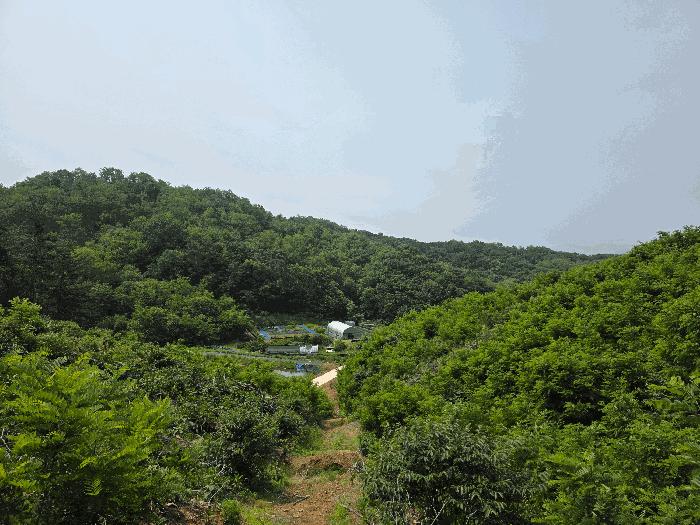 충청북도 청주시 서원구 현도면 우록리 산30 임야 경매 사진 5