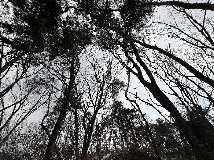 강원특별자치도 원주시 무실동 산64 임야 경매 사진 3
