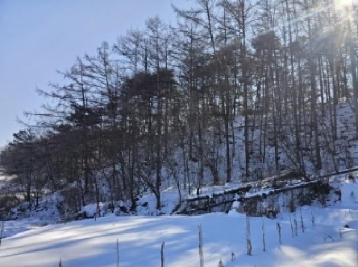 충청북도 제천시 강제동 산36-25 임야 경매 사진 25