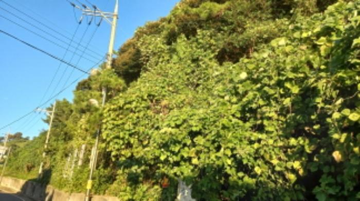 경상남도 통영시 욕지면 동항리 산76-5 임야 경매 사진 5