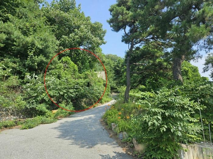 경기도 가평군 청평면 대성리 321-160 임야 경매 사진 2