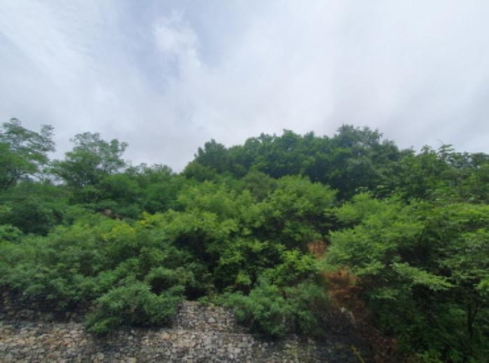 경기도 가평군 청평면 대성리 321-160 임야 경매 사진 6