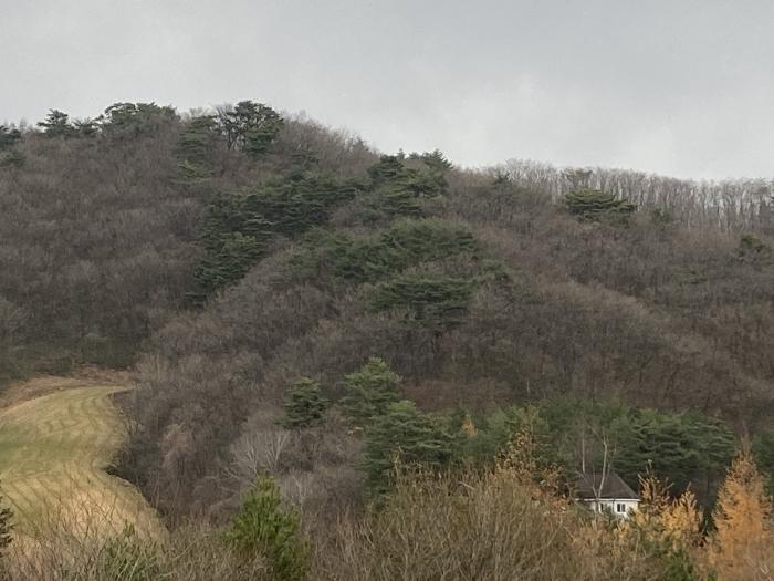 강원특별자치도 평창군 대관령면 차항리 491-14 임야 경매 사진 2