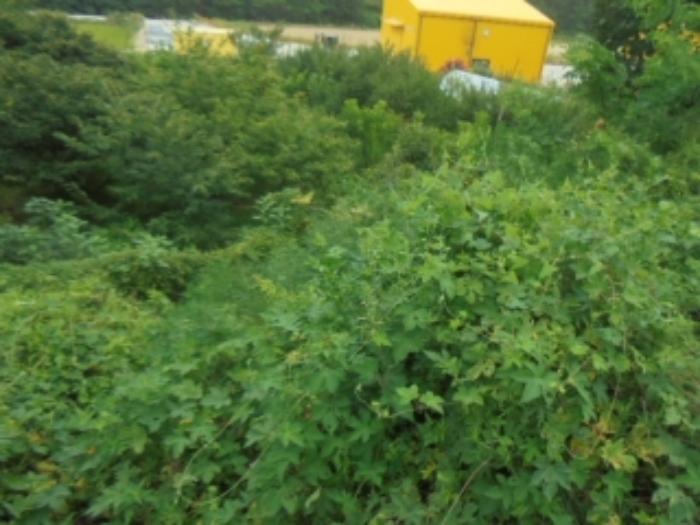 강원특별자치도 고성군 죽왕면 가진리 503-8 임야 경매 사진 25