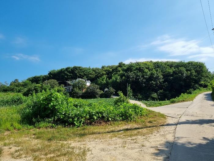강원특별자치도 고성군 죽왕면 가진리 503-8 임야 경매 사진 5