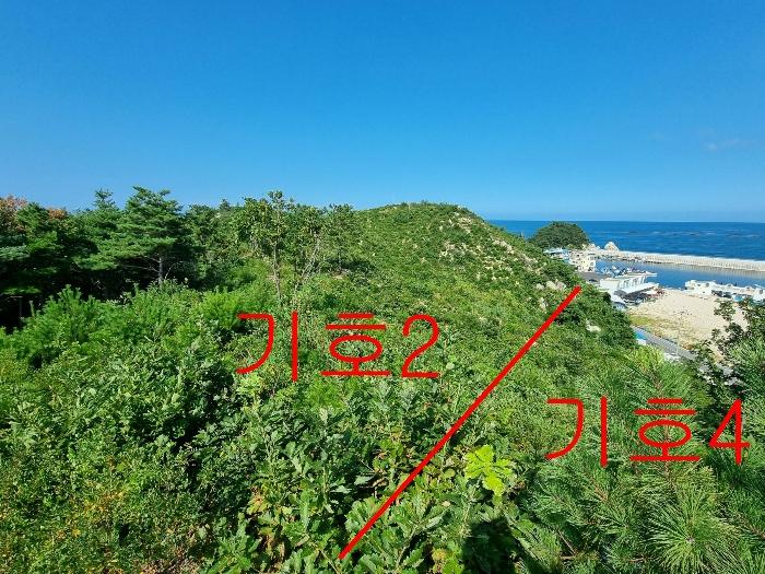 강원특별자치도 고성군 죽왕면 가진리 503-8 임야 경매 사진 9