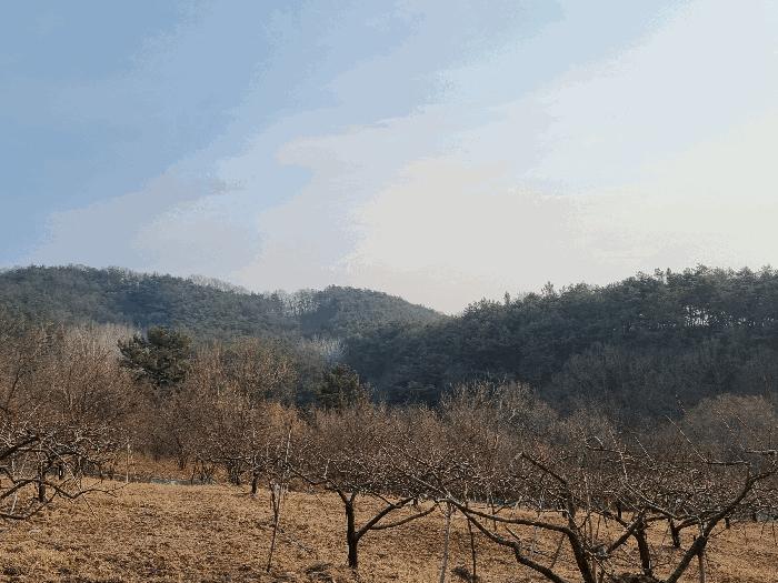 경상북도 영천시 대창면 용전리 산13-1 임야 경매 사진 3