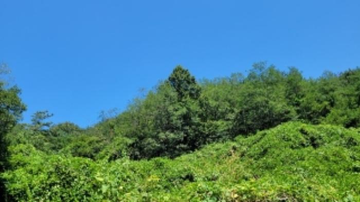 경상남도 의령군 정곡면 백곡리 564 전 경매 사진 5