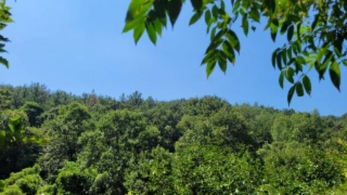 경상남도 의령군 정곡면 백곡리 604 전 경매 사진 7