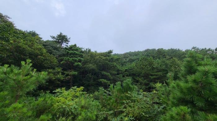 인천광역시 옹진군 북도면 장봉리 산178 임야 경매 사진 2