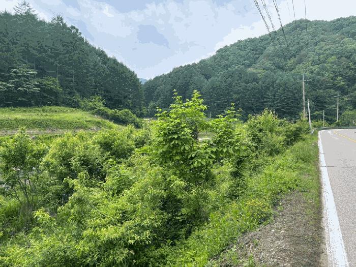 강원특별자치도 홍천군 홍천읍 장전평리 683-3 답 경매 사진 3