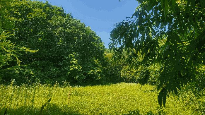 강원특별자치도 홍천군 홍천읍 결운리 산19-9 임야 경매 사진 1