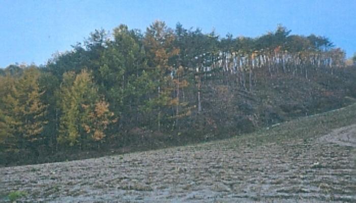 강원특별자치도 강릉시 왕산면 고단리 산199-1 임야 경매 사진 18