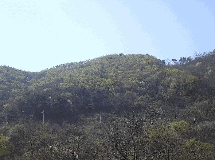 전라남도 광양시 봉강면 조령리 산54-1 임야 경매 사진 6