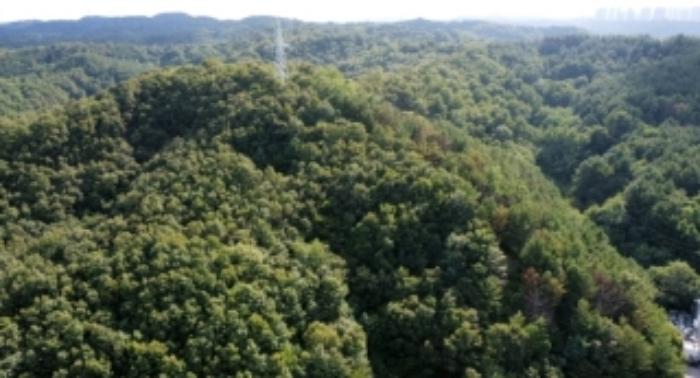 경상북도 포항시 북구 우현동 산121 임야 경매 사진 4