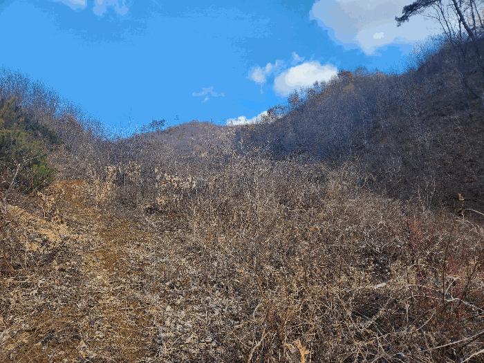 충청남도 금산군 진산면 엄정리 산10 임야 경매 사진 12