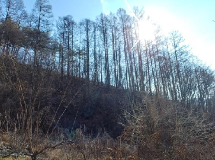 충청남도 금산군 진산면 엄정리 산10 임야 경매 사진 21