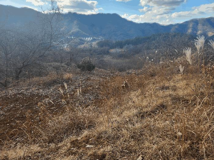충청남도 금산군 진산면 엄정리 산10 임야 경매 사진 4