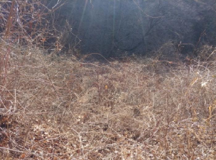 충청남도 금산군 진산면 엄정리 산10 임야 경매 사진 40