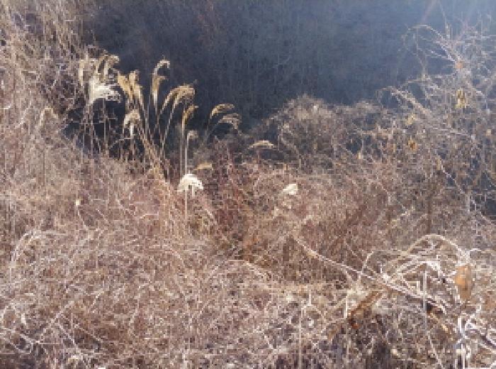 충청남도 금산군 진산면 엄정리 산10 임야 경매 사진 41