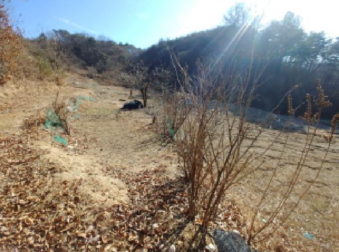 충청남도 금산군 진산면 엄정리 산10 임야 경매 사진 53