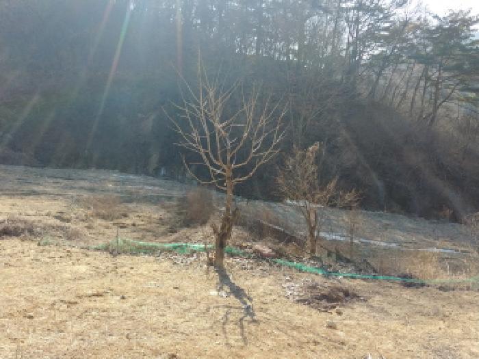 충청남도 금산군 진산면 엄정리 산10 임야 경매 사진 56