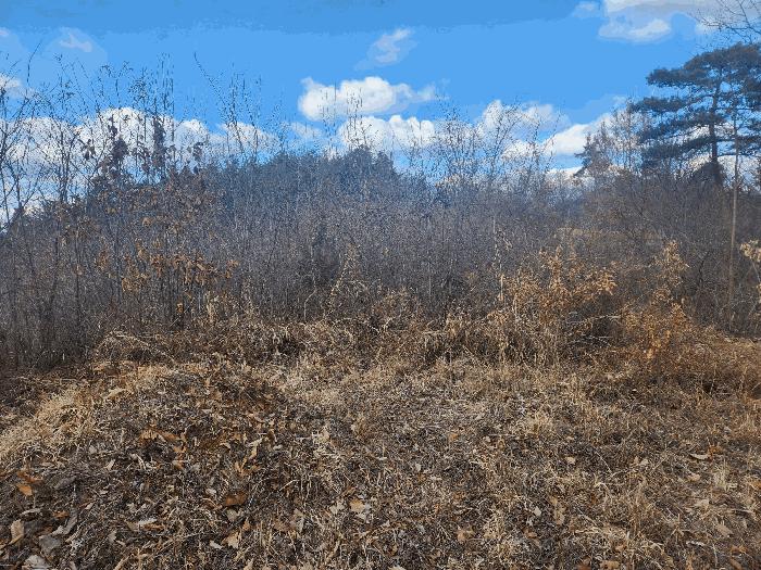충청남도 금산군 진산면 엄정리 산10 임야 경매 사진 7