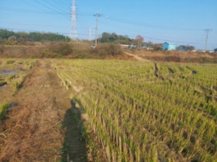 충청남도 당진시 송악읍 석포리 321-29 답 경매 사진 10