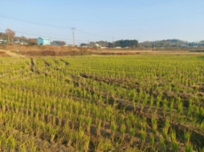 충청남도 당진시 송악읍 석포리 321-29 답 경매 사진 11
