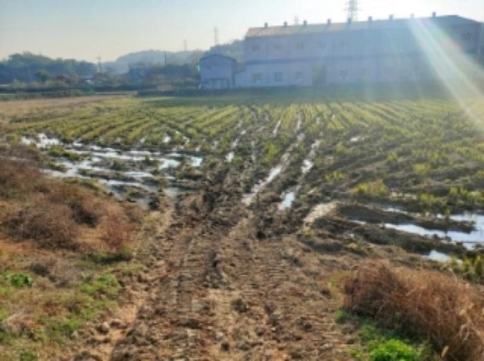 충청남도 당진시 송악읍 석포리 321-29 답 경매 사진 5