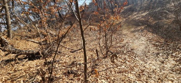 경기도 파주시 문산읍 당동리 산83 임야 경매 사진 14